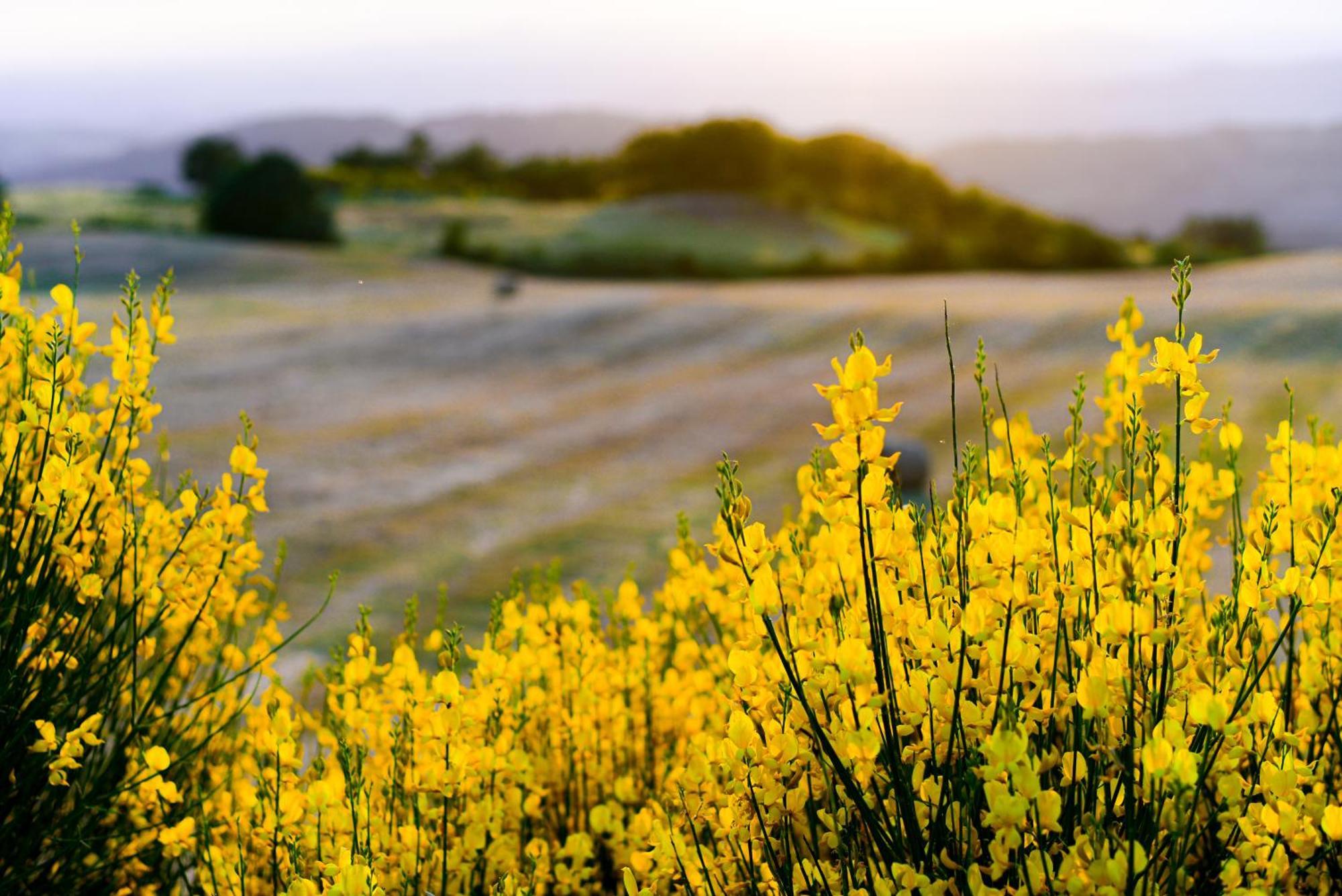 Agriturismo Le Casaline Seggiano المظهر الخارجي الصورة